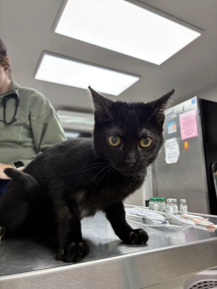 A baby small-sized female Black Domestic Short Hair cat named Black Berry for adoption in Marietta, GA