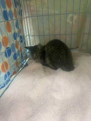 A baby medium-sized male Domestic Short Hair cat named Friesian for adoption in Gainesville, FL