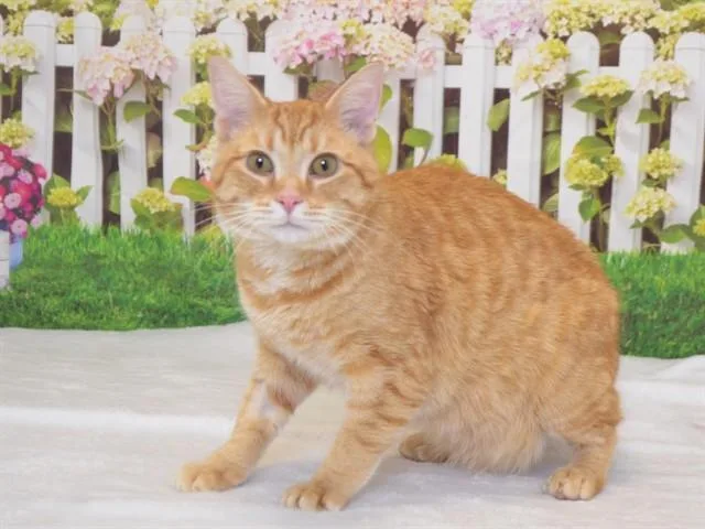 A young small-sized male Domestic Short Hair cat named Otto for adoption in Oroville, CA