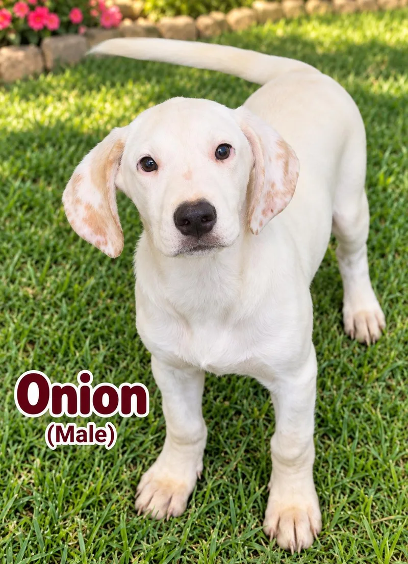 A young medium-sized male Hound dog named Onion for adoption in Nashville, TN