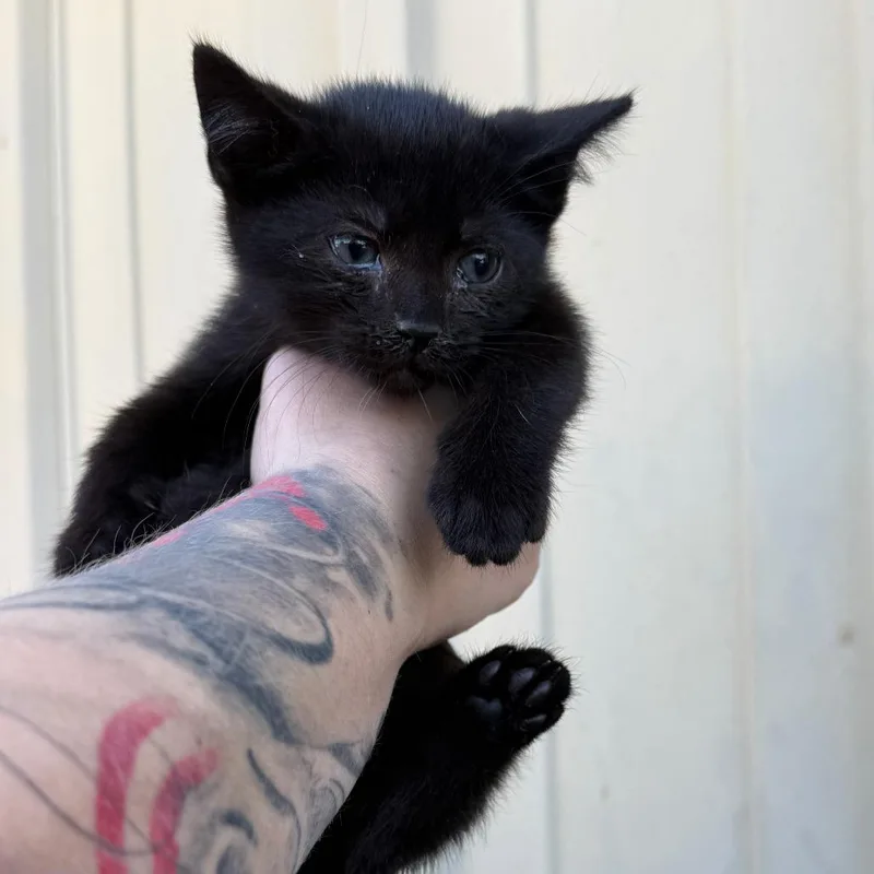 A baby small-sized female Gray / Blue / Silver Domestic Short Hair cat named Topanga for adoption in Lancaster, OH