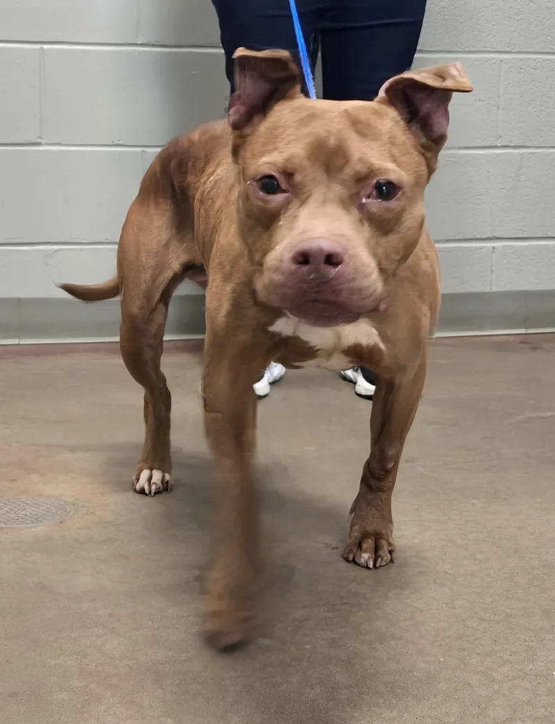 An adult medium-sized female Red / Chestnut / Orange Pit Bull Terrier dog named 26-276 for adoption in Amityville, NY