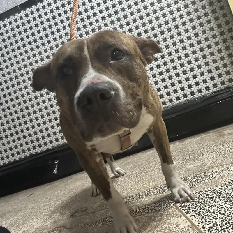 An adult medium-sized female Brindle Pit Bull Terrier dog named Biscuit for adoption in Newark, NJ