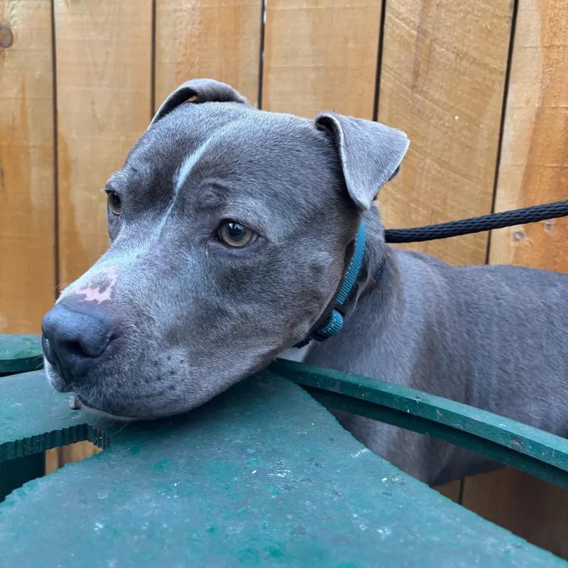 An adult medium-sized female Mixed Breed dog named Storm for adoption in Fairport, NY