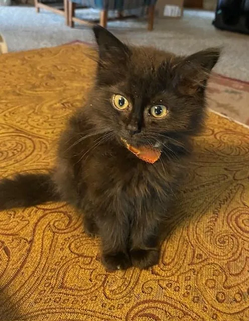 Coal