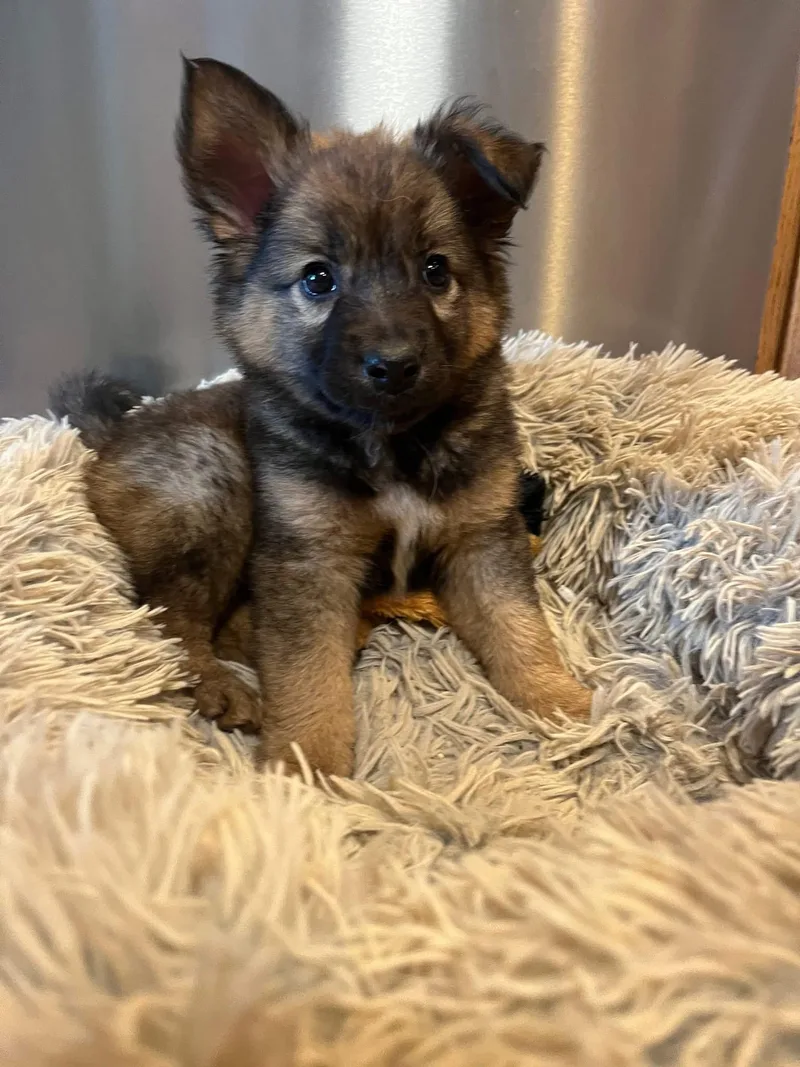 A baby large-sized male German Shepherd Dog dog named Willie for adoption in Salamanca, NY
