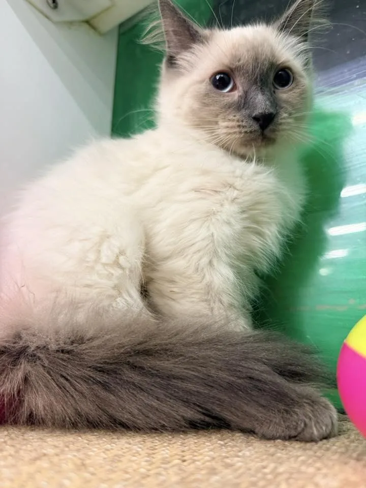 Schnitzel thumbnail 3