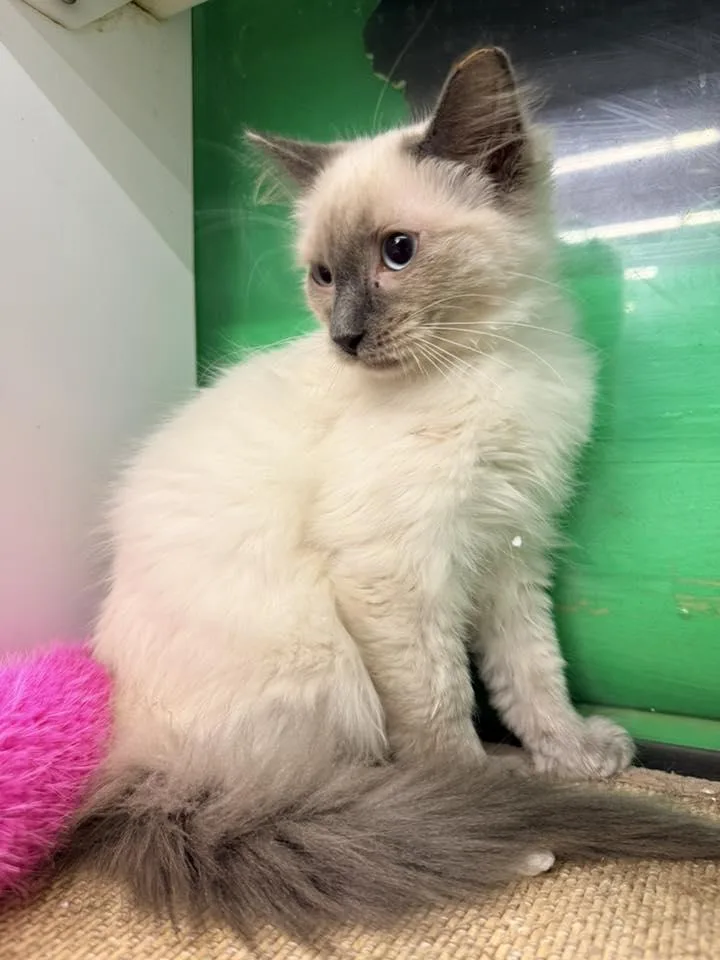 Schnitzel thumbnail 4