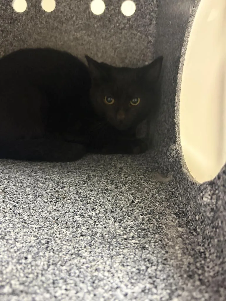A baby large-sized male Domestic Short Hair cat named Usher for adoption in Greenfield, IN