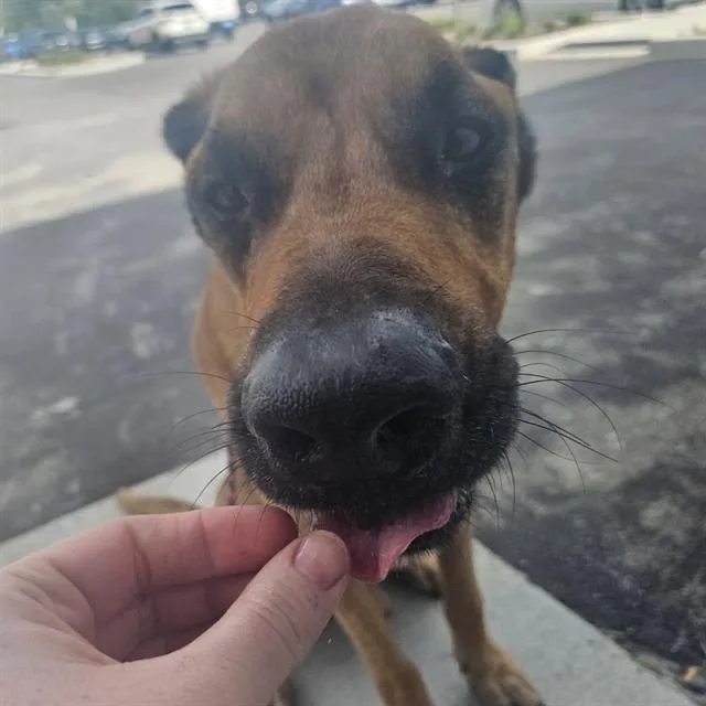 An adult large-sized male Mastiff dog named Gordon for adoption in Indianapolis, IN
