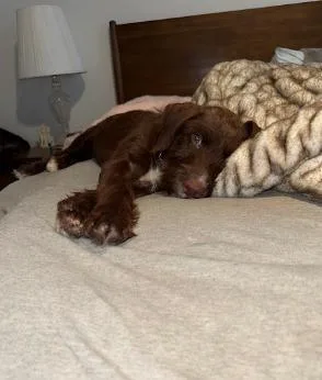 Hershey thumbnail 4