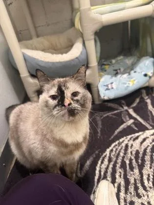 An adult medium-sized female Cream / Ivory Domestic Short Hair cat named Dora for adoption in Potsdam, NY