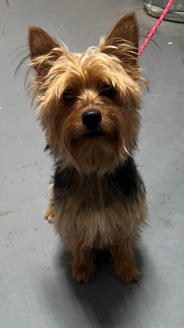 An adult small-sized female Yorkshire Terrier dog named Cinnamon for adoption in Dallas, GA