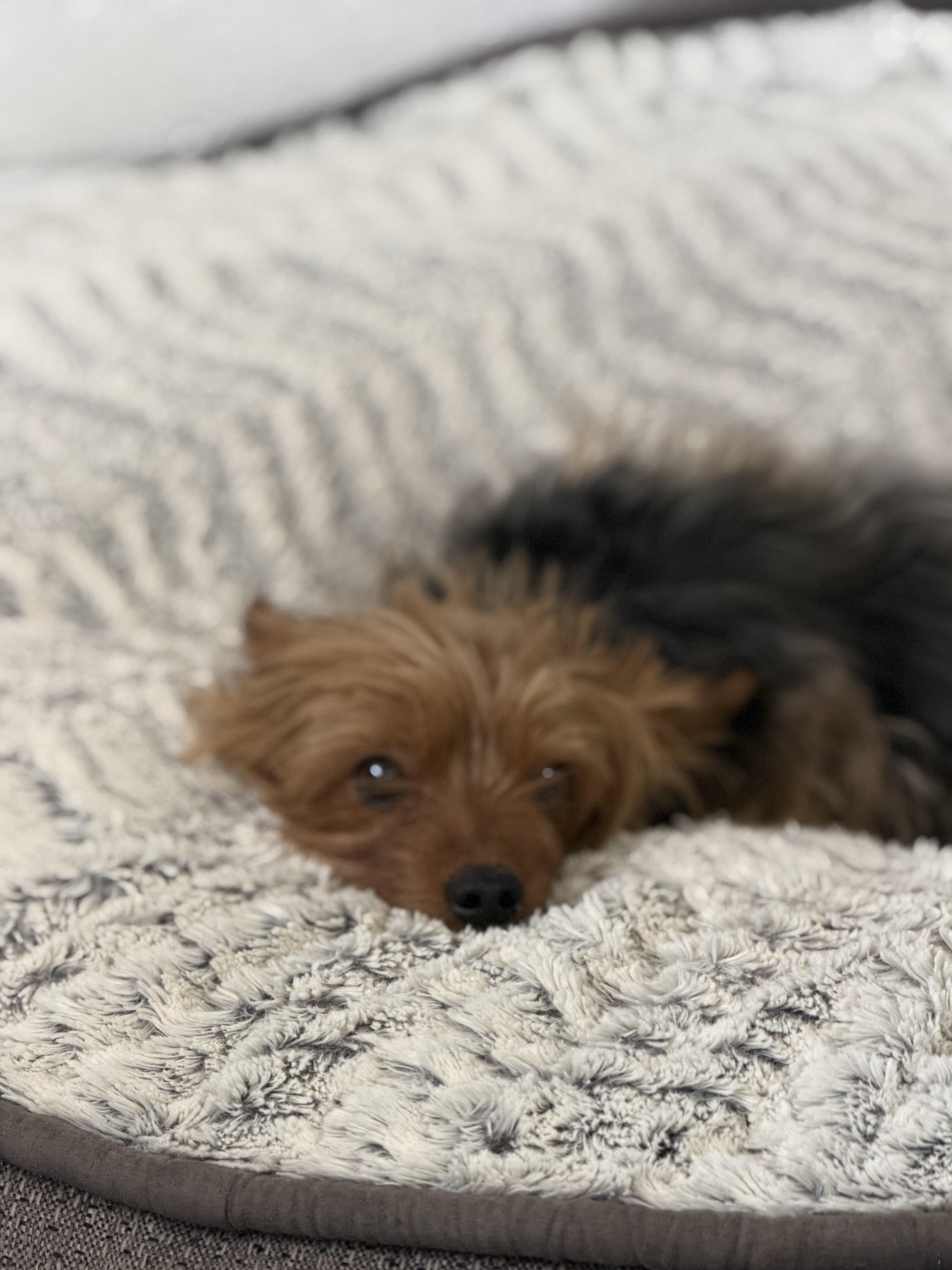 A senior small-sized female Bicolor Yorkshire Terrier dog named Chloe for adoption in Globe, AZ