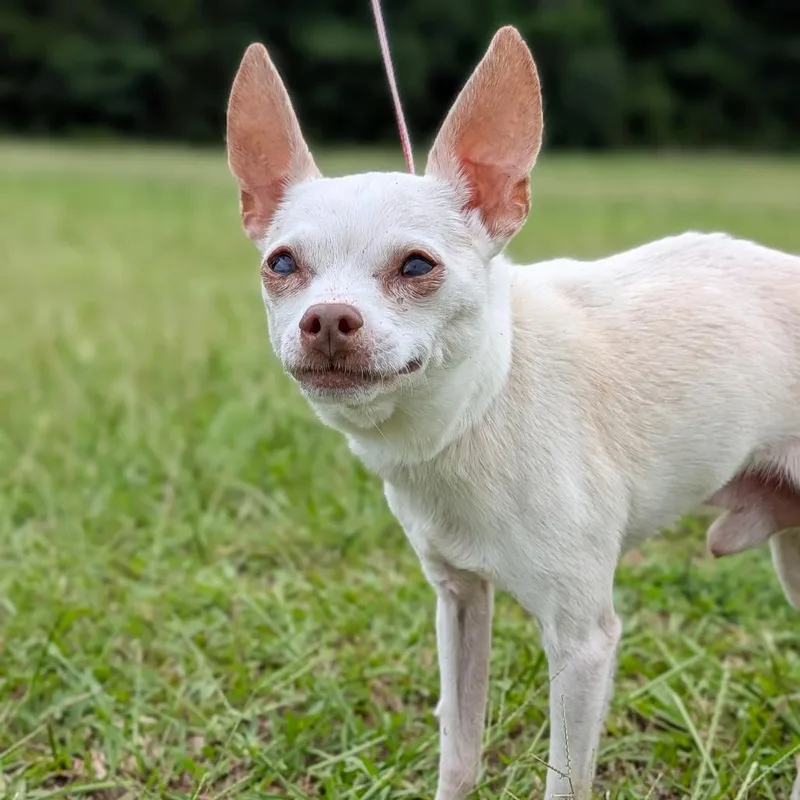 A senior small-sized male White / Cream Chihuahua dog named Empawnada for adoption in Covington, GA