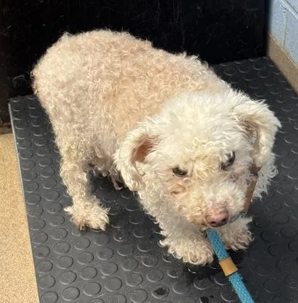 A senior small-sized female Mixed Breed dog named Moreso for adoption in Chamblee, GA
