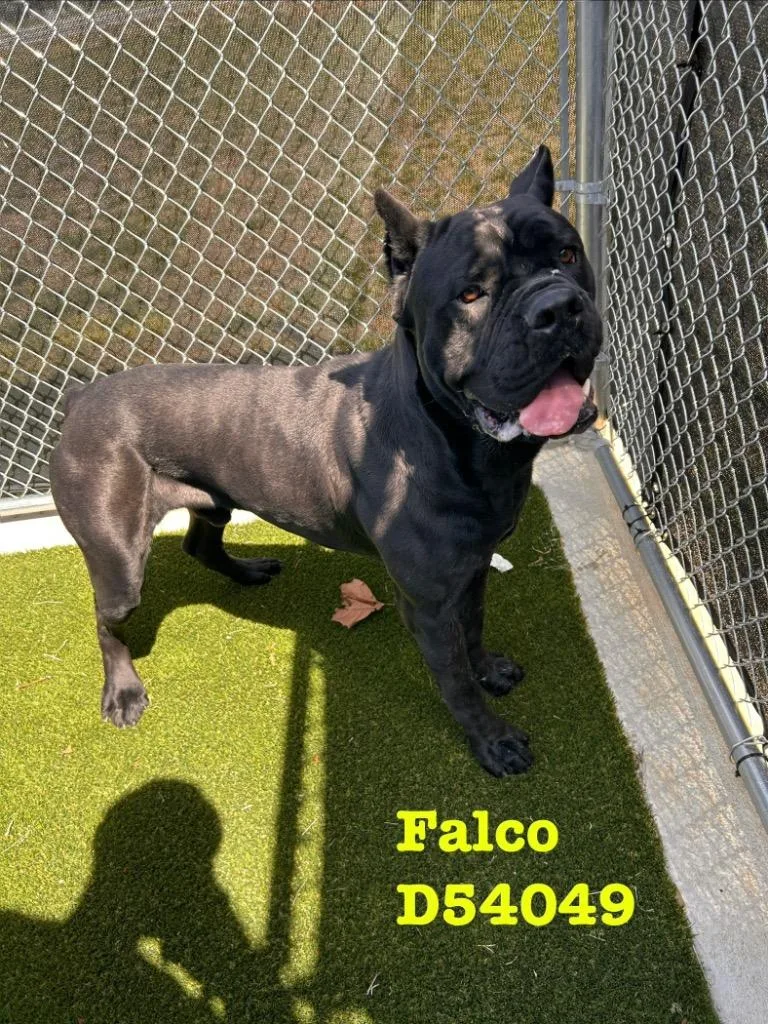 A young medium-sized male Cane Corso dog named Falco for adoption in Clarksville, TN