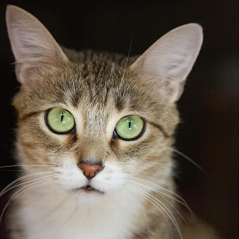 A young medium-sized female Torbie Domestic Short Hair cat named Fable for adoption in Chicago, IL