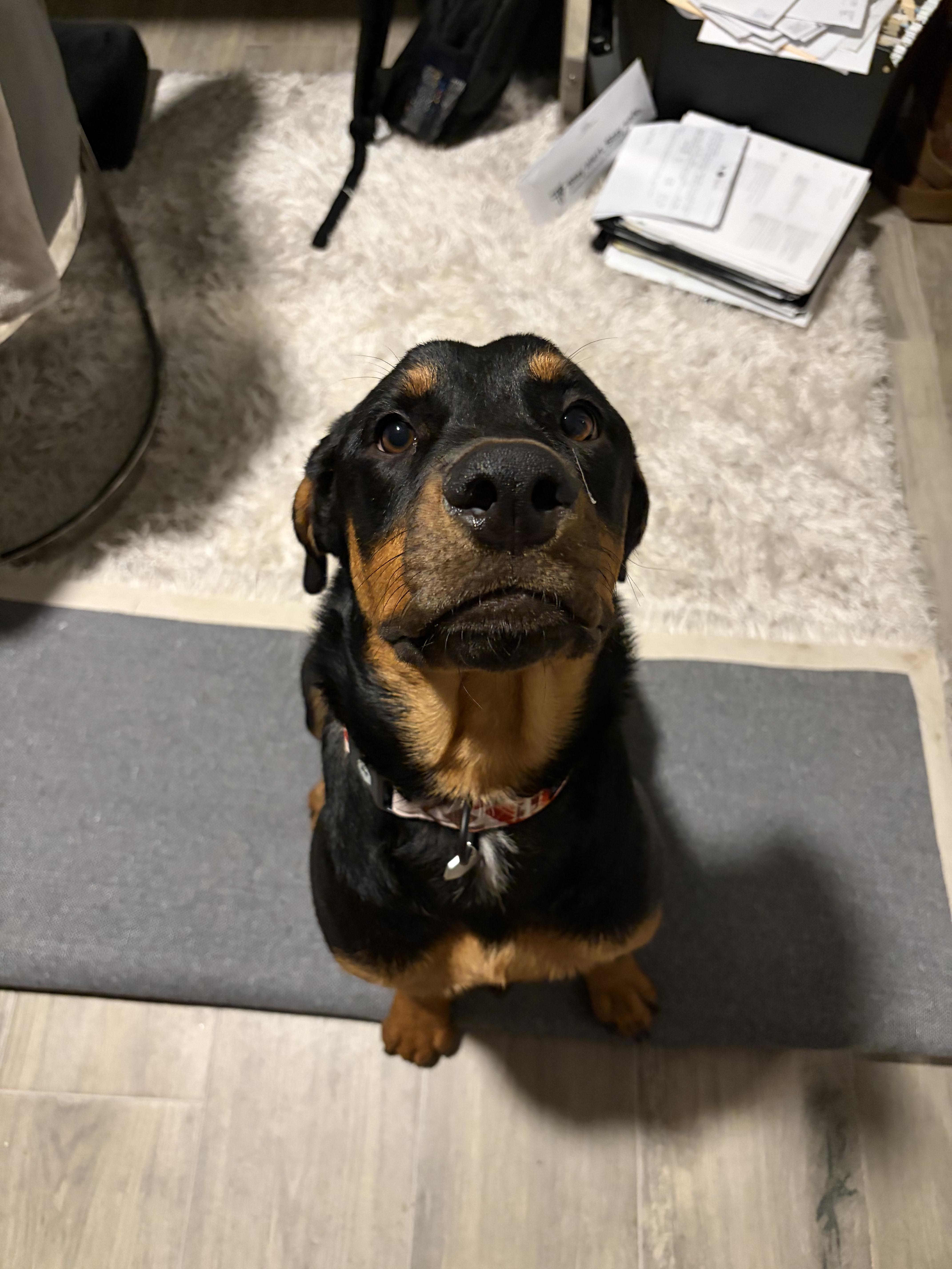 A young large-sized female Black Rottweiler dog named KonaWA for adoption in Magnolia, TX
