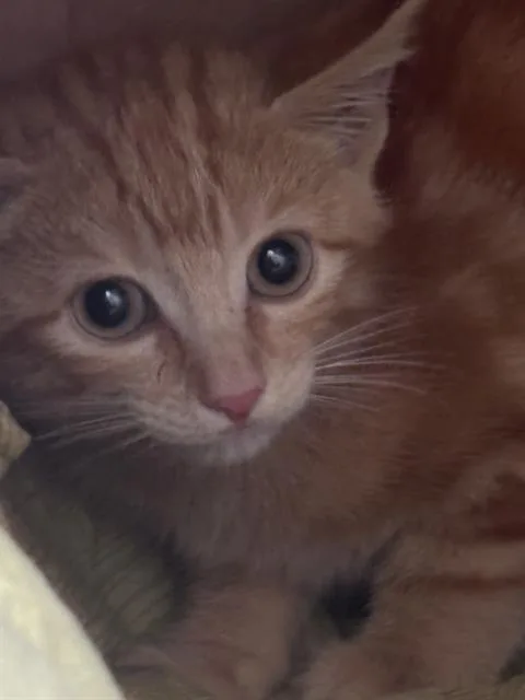 A baby medium-sized male Domestic Short Hair cat named Granger for adoption in Sugar Land, TX