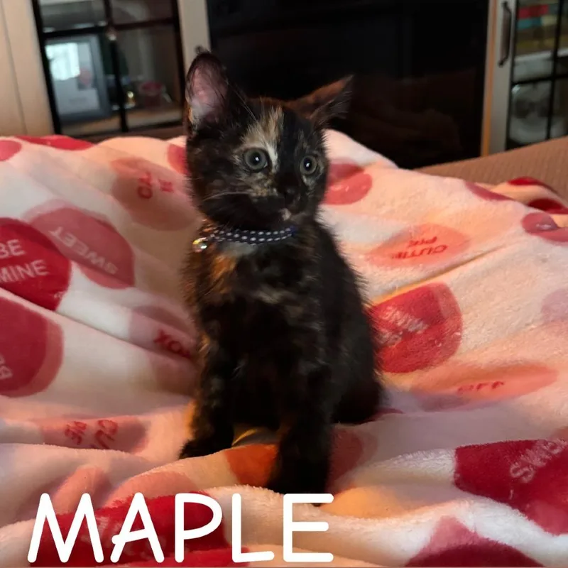 A baby small-sized female Tortoiseshell Domestic Short Hair cat named Maple for adoption in Springfield, IL