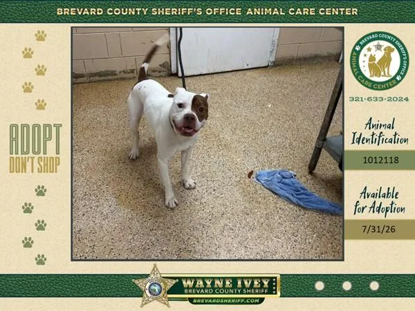 An adult large-sized male Mixed Breed dog named Draco for adoption in Melbourne, FL