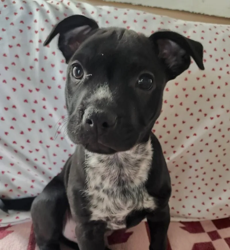 Babe Ziggy