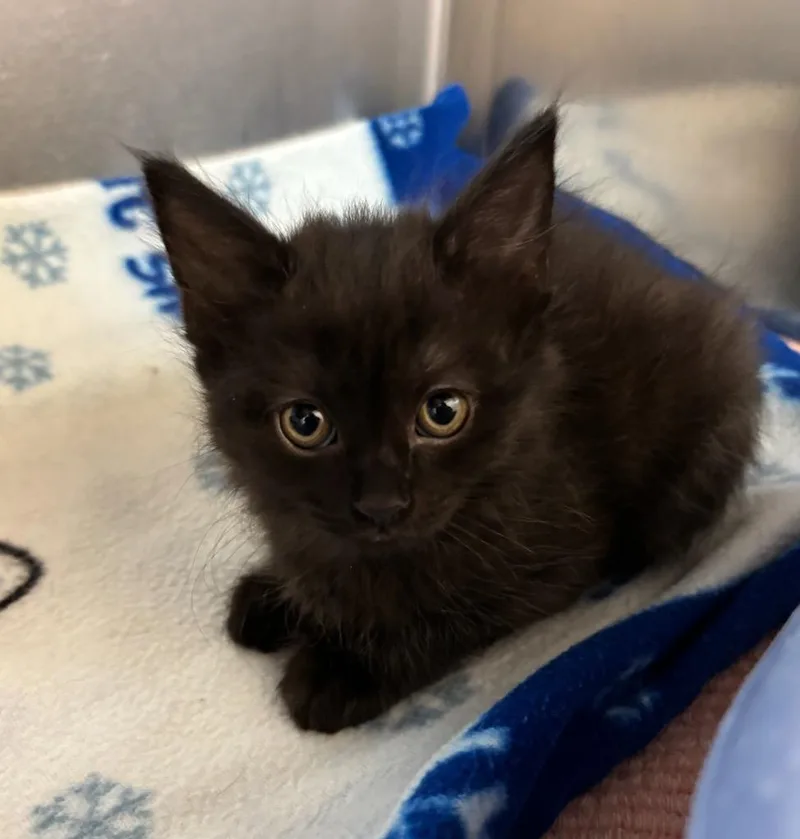A baby small-sized female Domestic Medium Hair cat named Lottie for adoption in Liverpool, NY