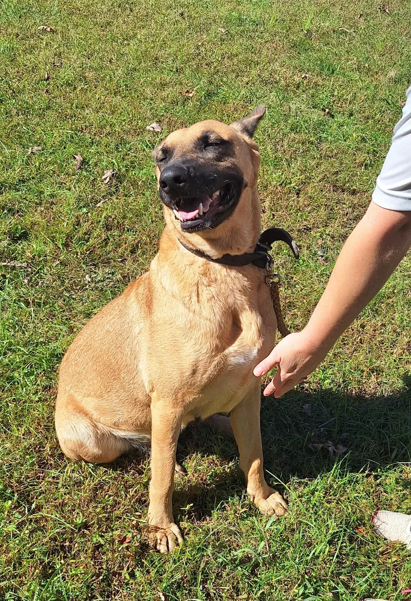 An adult large-sized female Yellow / Tan / Blond / Fawn Belgian Shepherd / Malinois dog named Mindy for adoption in Stanton, KY