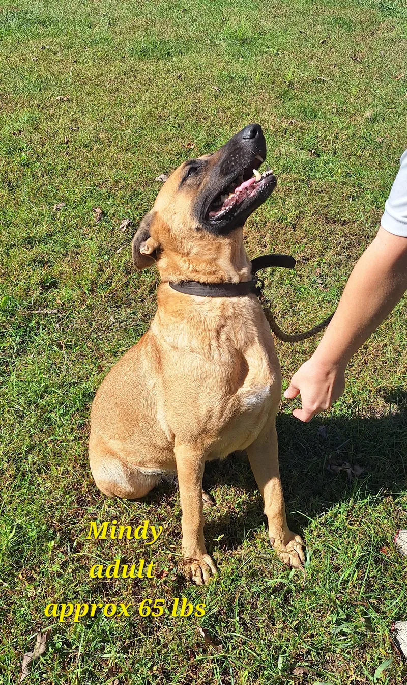 Mindy thumbnail 4