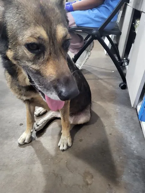 An adult large-sized female Mixed Breed dog named Esme for adoption in Dallas, TX
