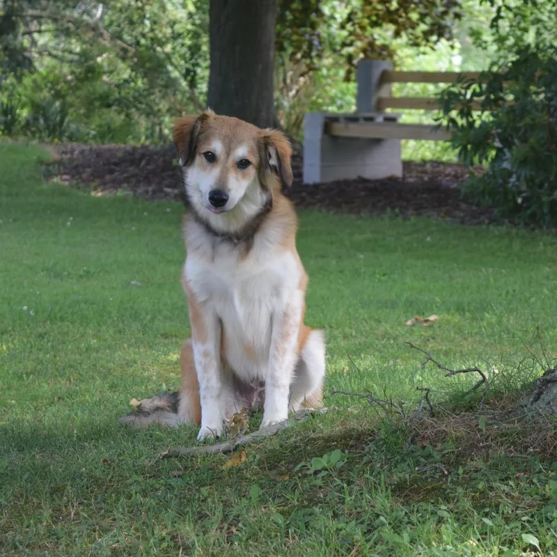 A young medium-sized female Yellow / Tan / Blond / Fawn Australian Shepherd dog named Moon Beam for adoption in McKean, PA