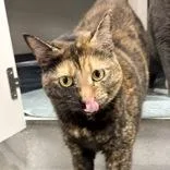 An adult large-sized female Tortoiseshell Domestic Short Hair cat named Cali for adoption in Hilliard, OH