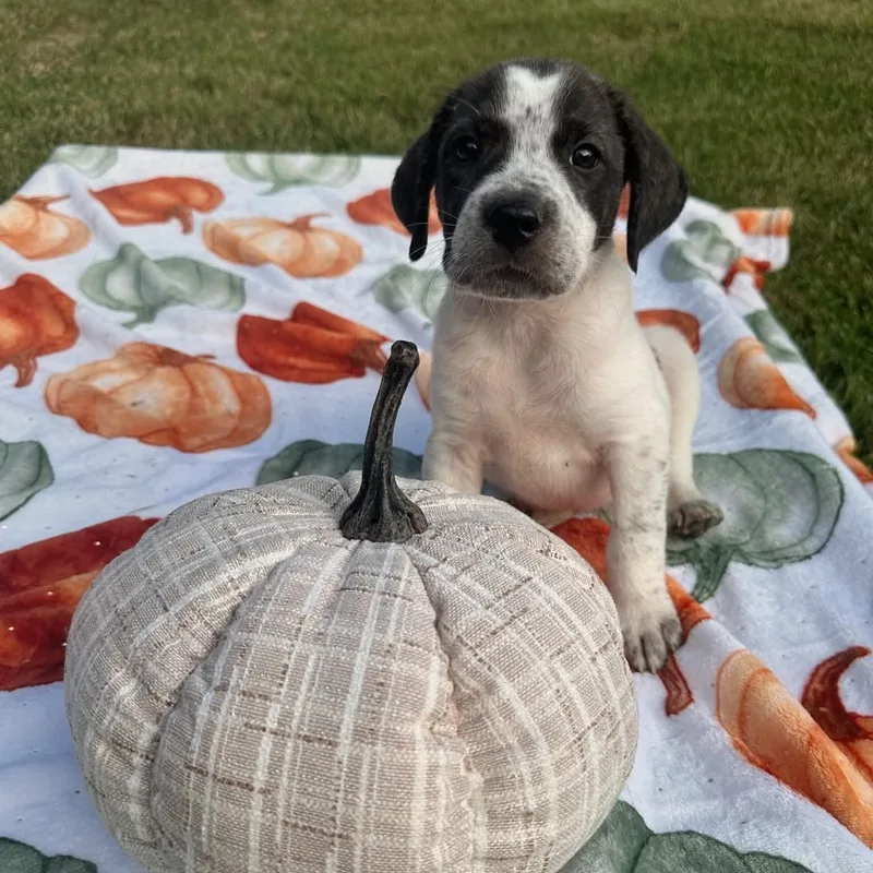 A baby medium-sized male English Bulldog dog named Louie for adoption in Blairstown, NJ