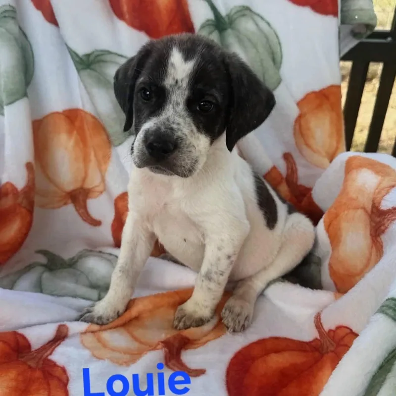 Louie thumbnail 3