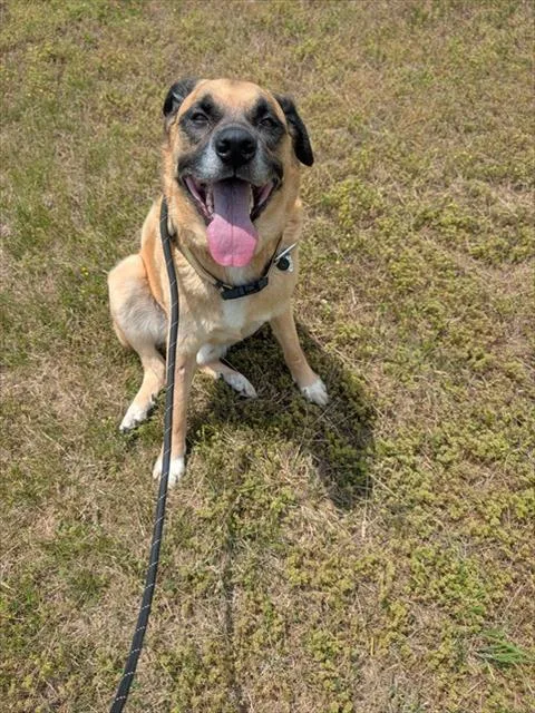 An adult large-sized male German Shepherd Dog dog named Toby for adoption in Upper Marlboro, MD
