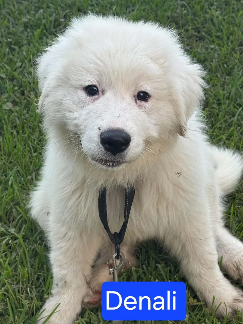 Denali