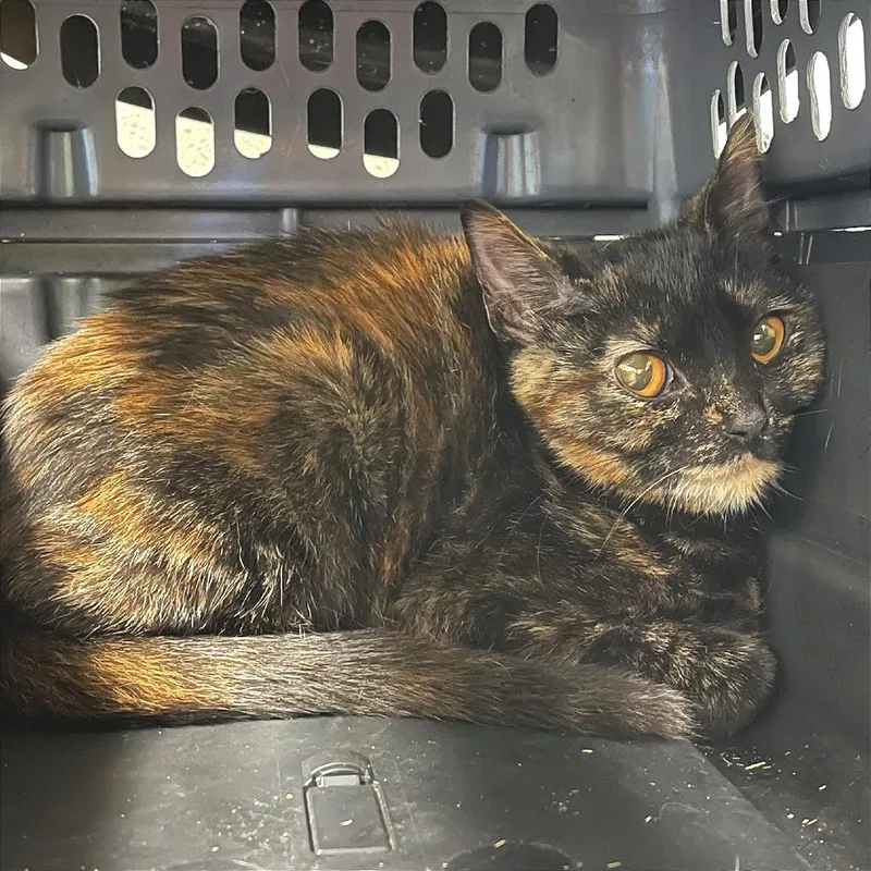 A baby small-sized female Domestic Short Hair cat named Galaxy for adoption in Albert Lea, MN