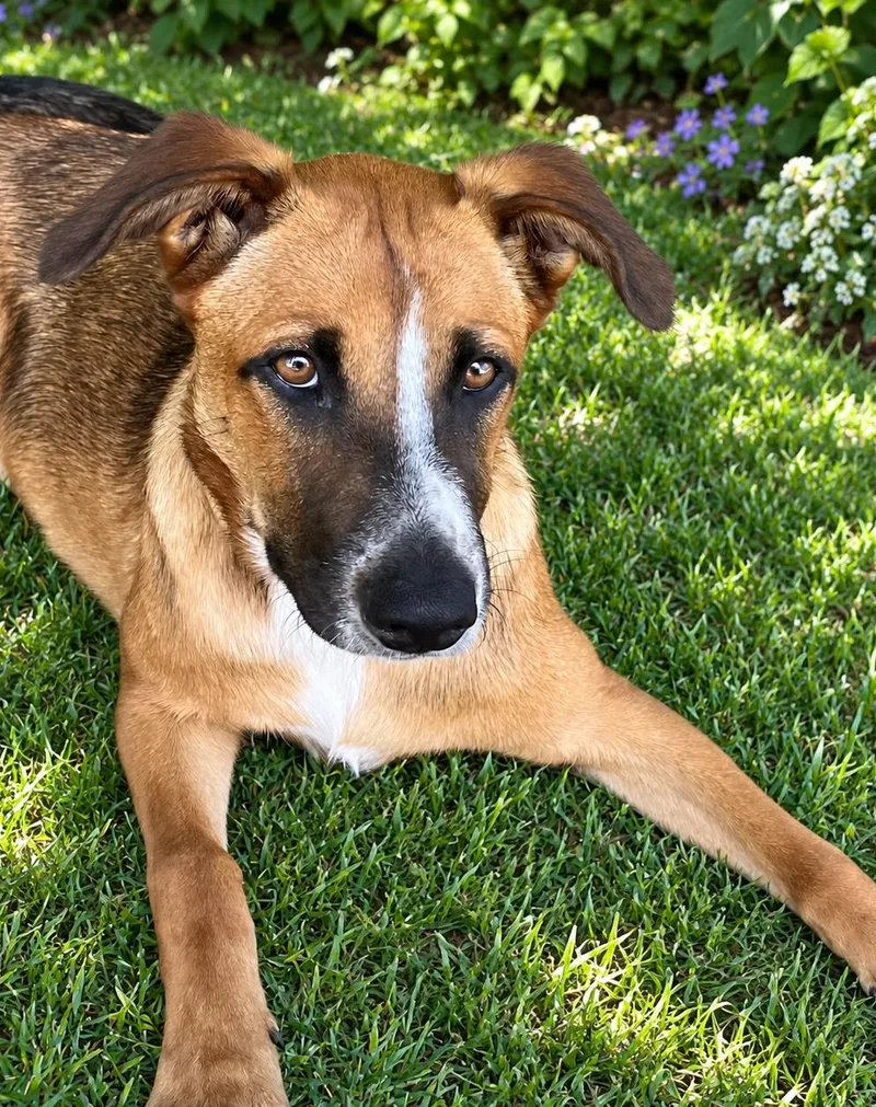 A young small-sized female German Shepherd Dog dog named Maple for adoption in Newport Beach, CA