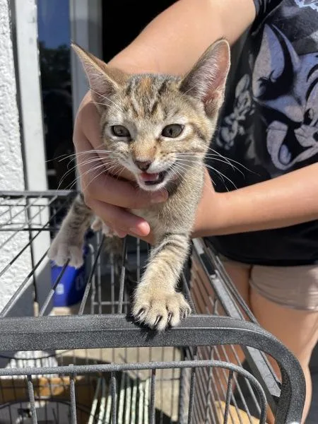 A baby small-sized female American Shorthair cat named Ruby for adoption in Victorville, CA