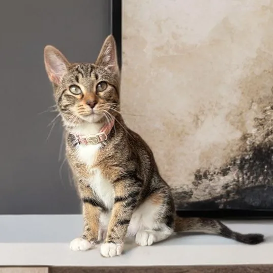 A baby small-sized female Tabby (Brown / Chocolate) Domestic Short Hair cat named Merriment And Mischief for adoption in Long Beach, CA