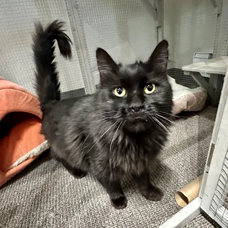 An adult medium-sized male Black Domestic Long Hair cat named Toothless for adoption in Durango, CO