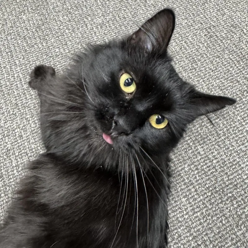Toothless thumbnail 2