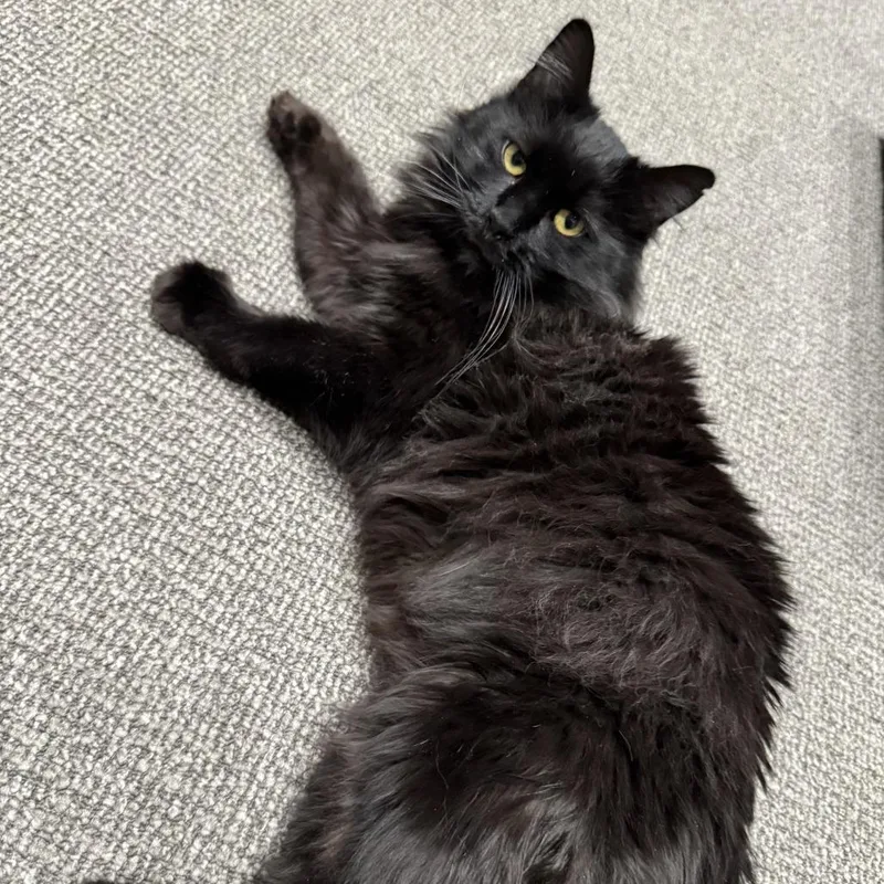 Toothless thumbnail 3