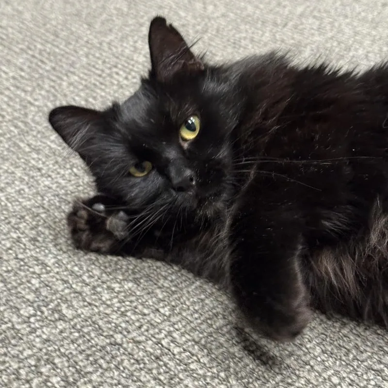 Toothless thumbnail 4