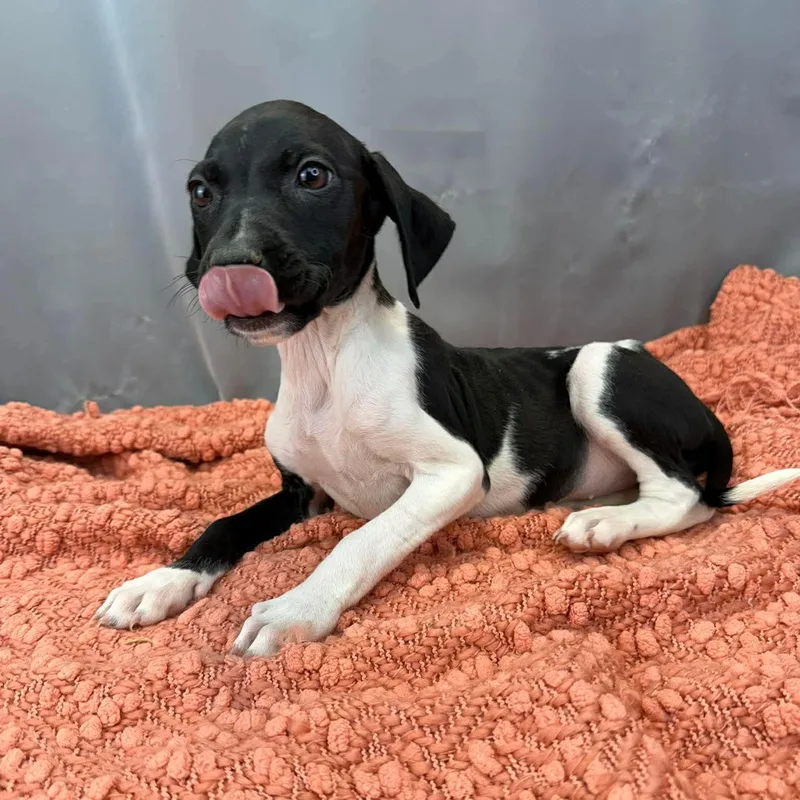 Daffodil thumbnail 2