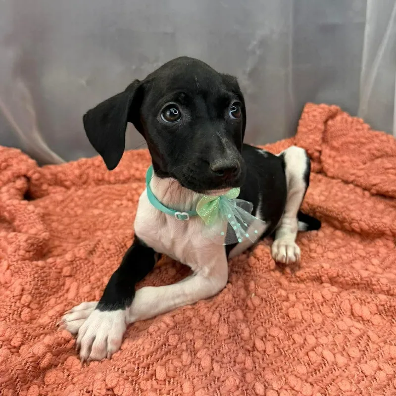 Daffodil thumbnail 3