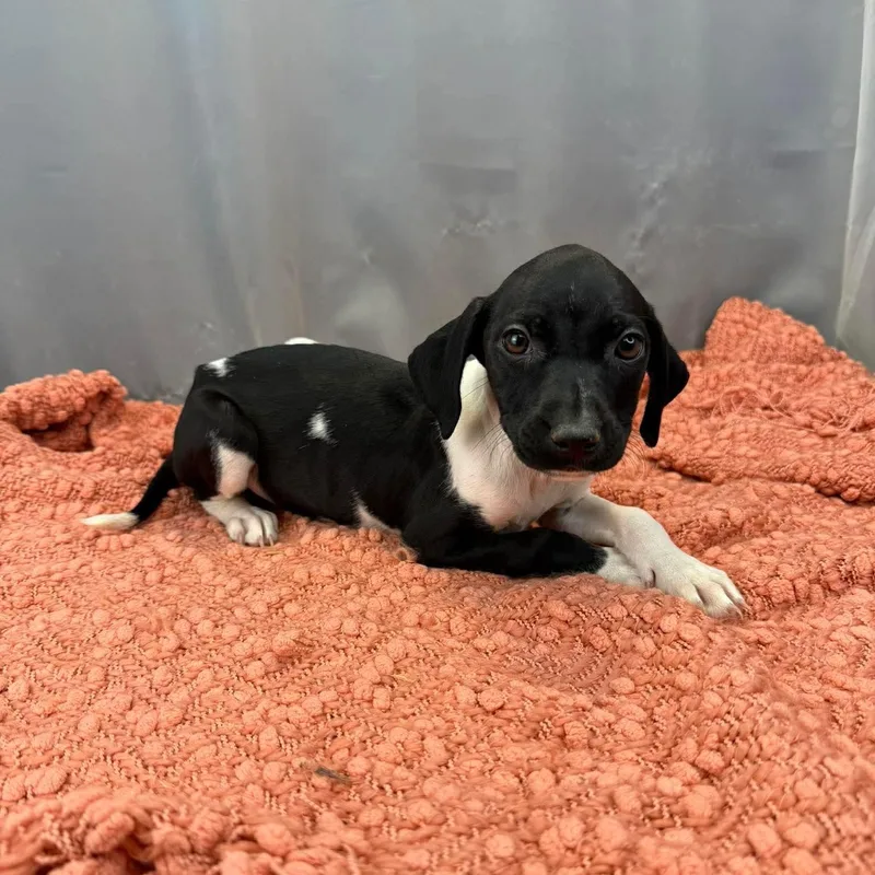 Daffodil thumbnail 4