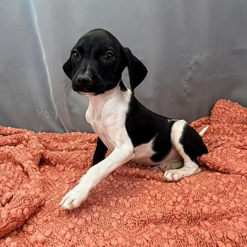 Daffodil thumbnail 5