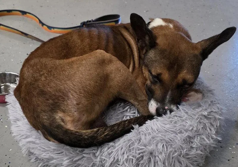 An adult medium-sized male Terrier dog named Moore for adoption in Brooklyn Center, MN